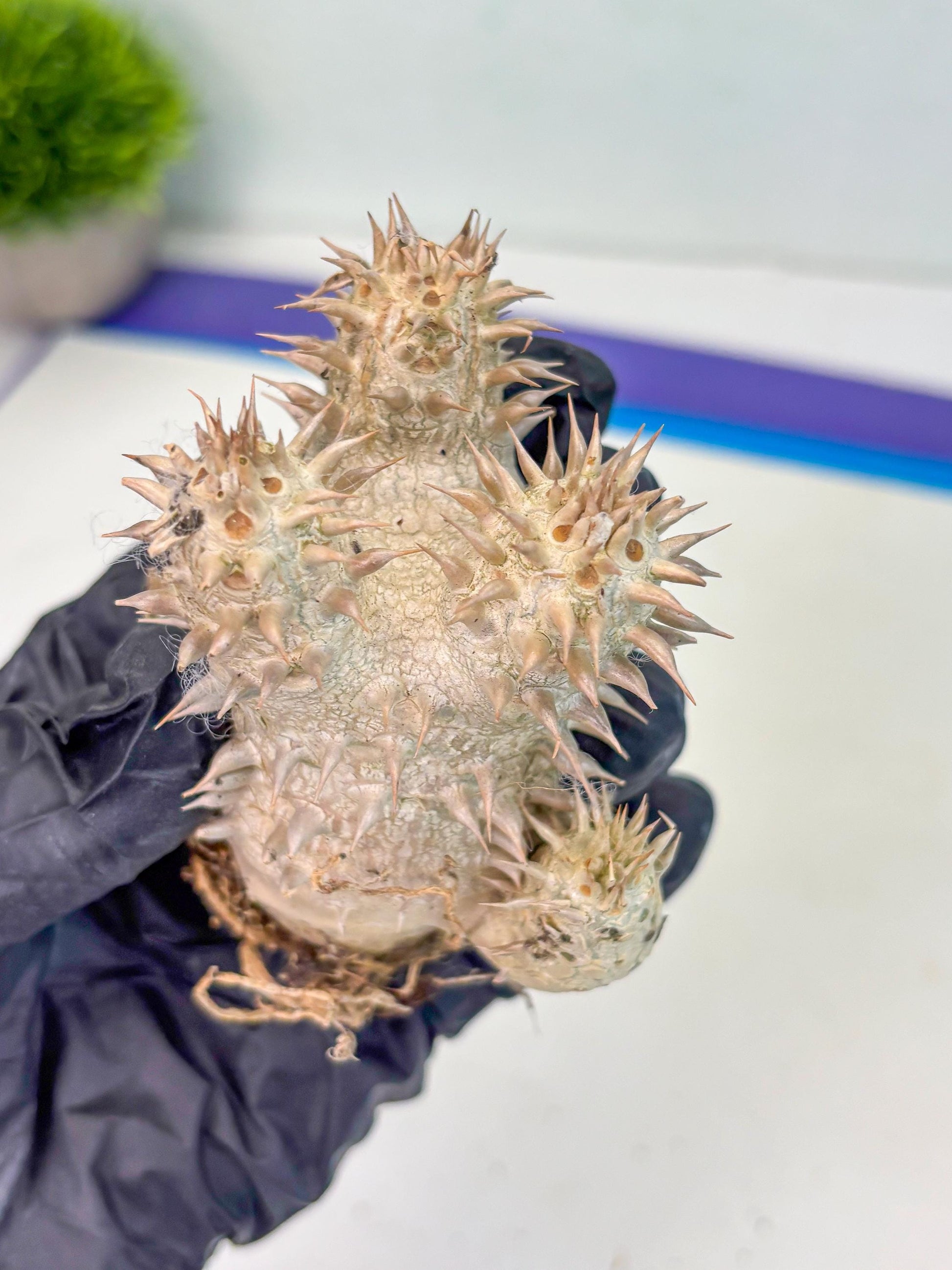 Bevicaule Baker (b) | The plants are not dead-3-month warranty.