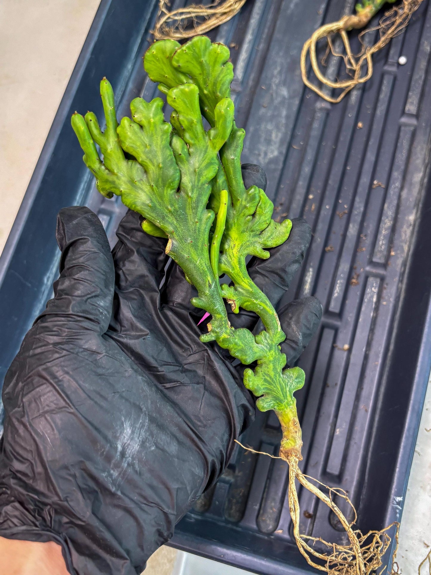 Euphorbia leucodendron cristate Var (p) | Imported Plants