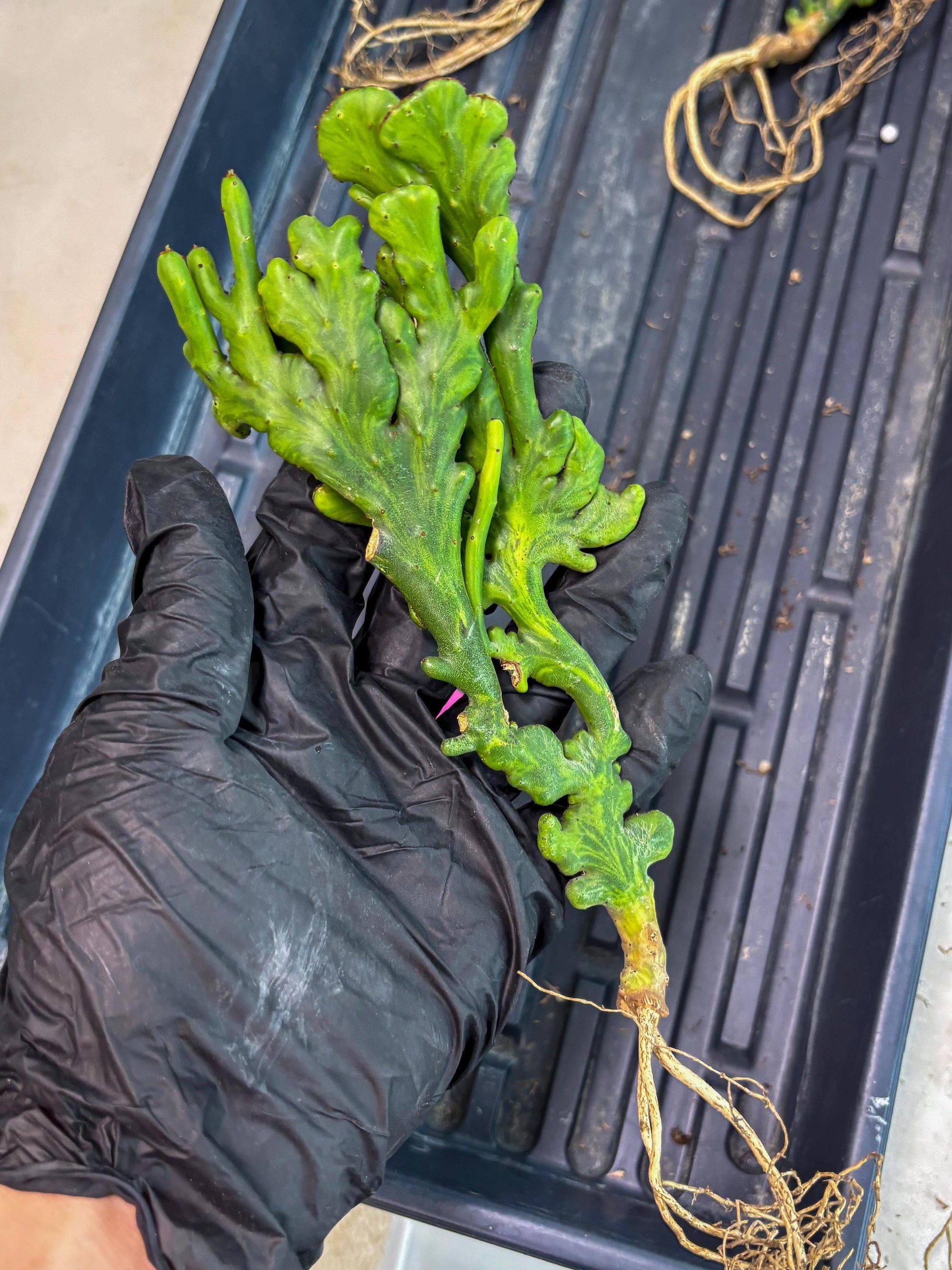 Euphorbia leucodendron cristate Var (p) | Imported Plants