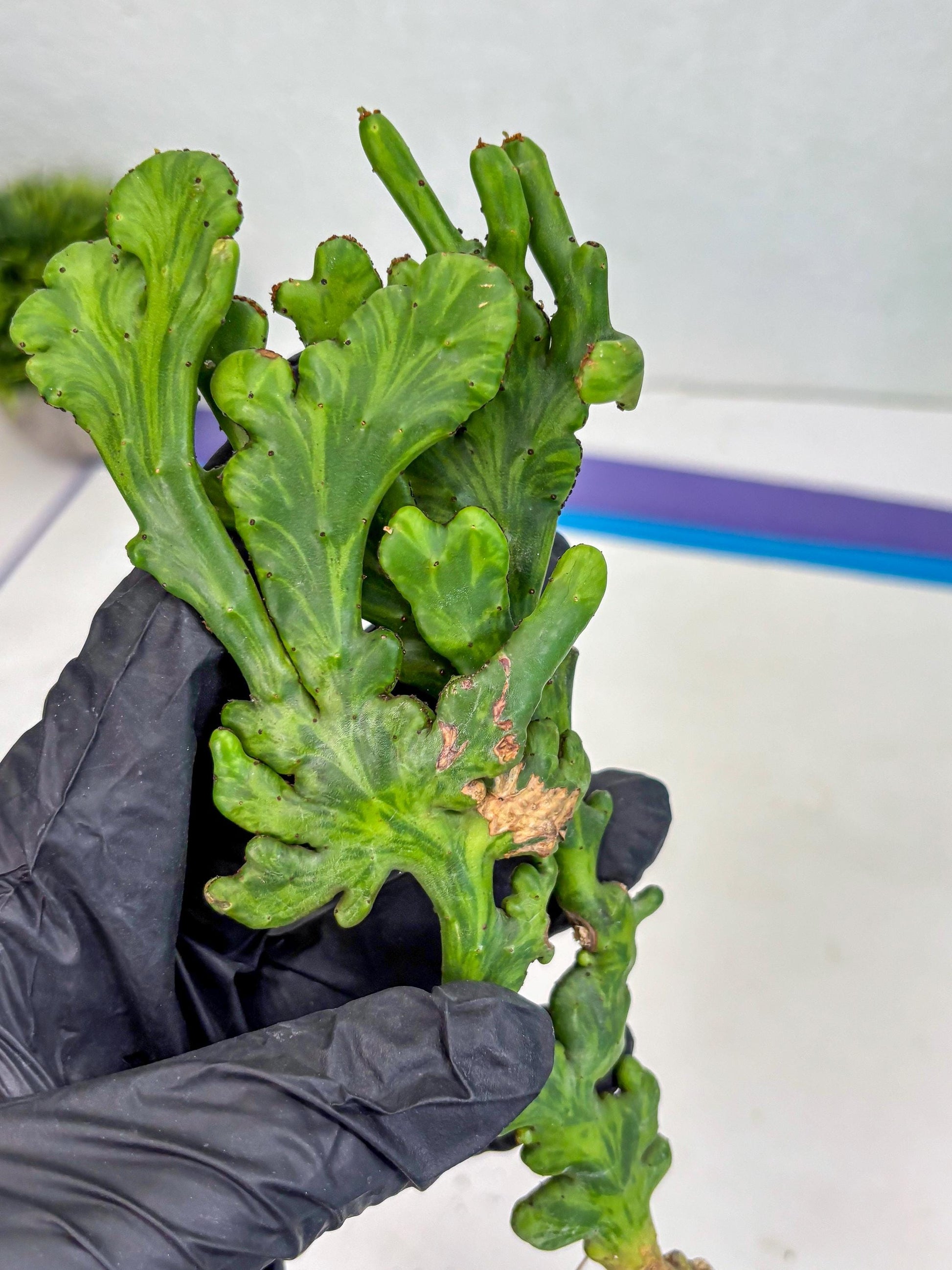 Euphorbia leucodendron cristate Var (p) | Imported Plants