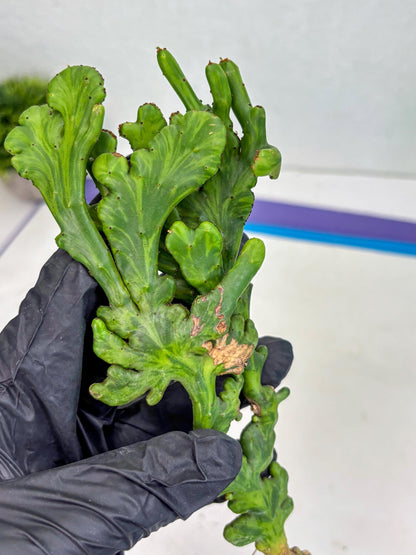 Euphorbia leucodendron cristate Var (p) | Imported Plants