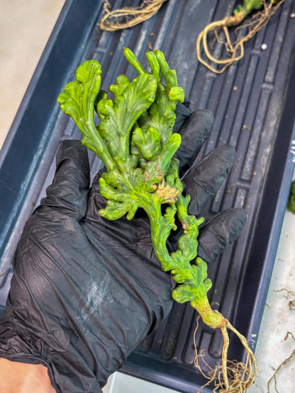 Euphorbia leucodendron cristate Var (p) | Imported Plants