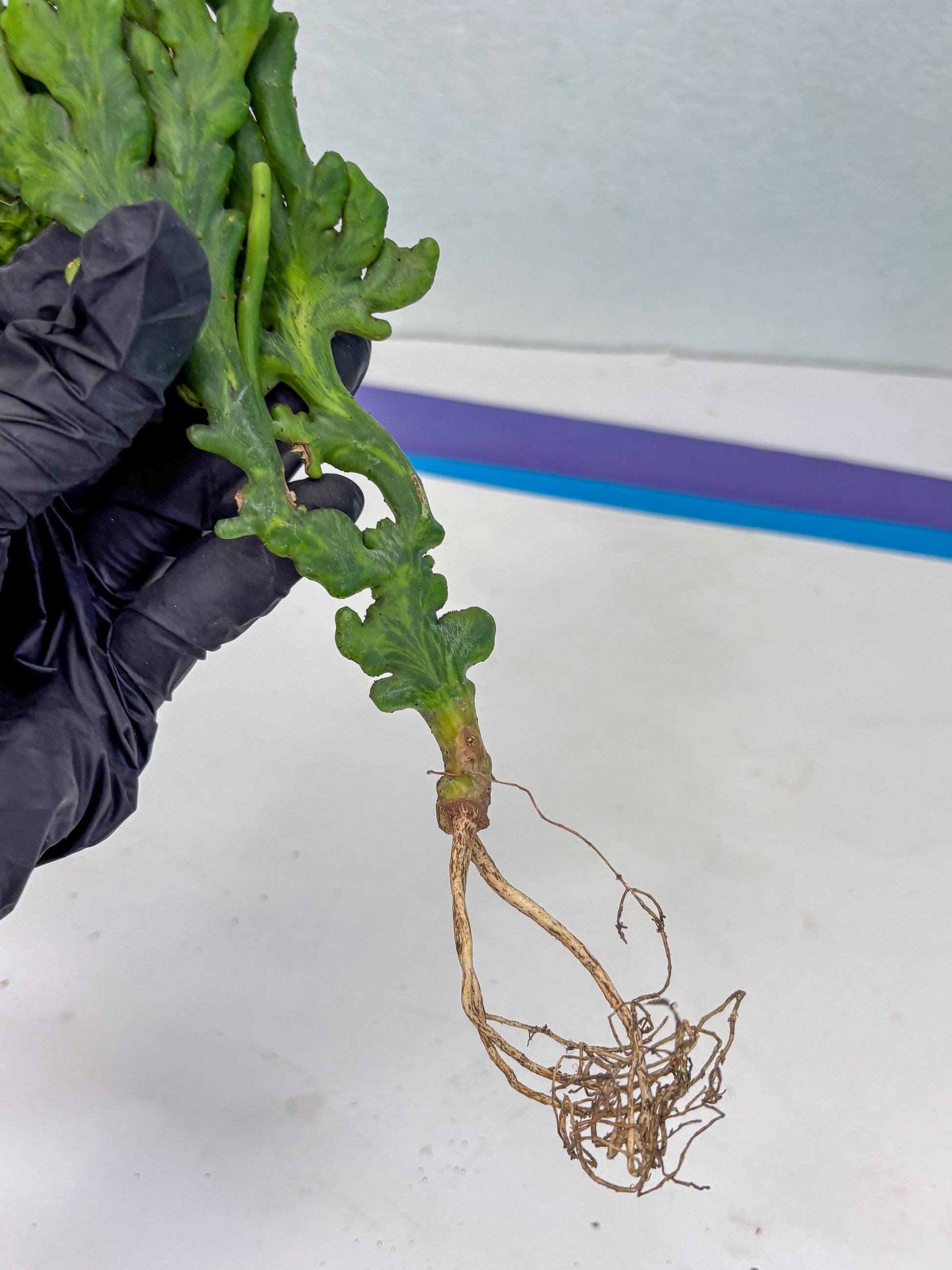 Euphorbia leucodendron cristate Var (p) | Imported Plants