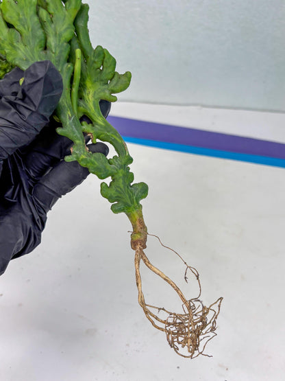 Euphorbia leucodendron cristate Var (p) | Imported Plants