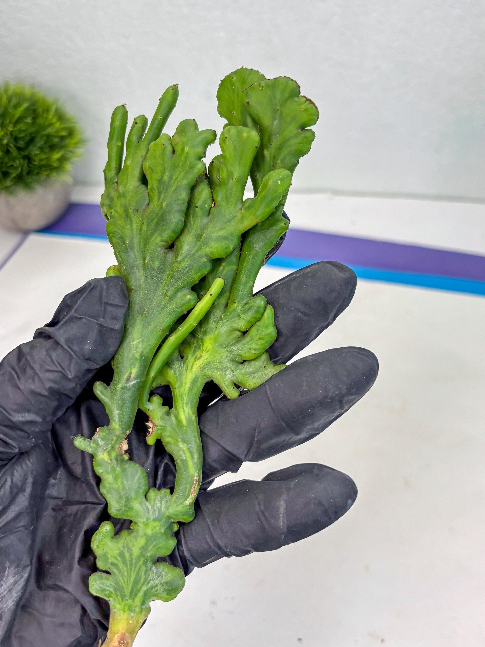 Euphorbia leucodendron cristate Var (p) | Imported Plants