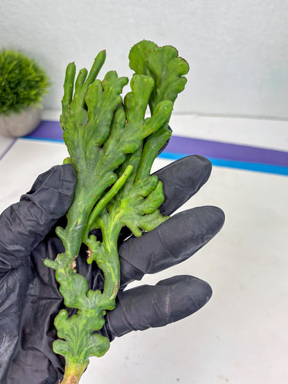 Euphorbia leucodendron cristate Var (p) | Imported Plants