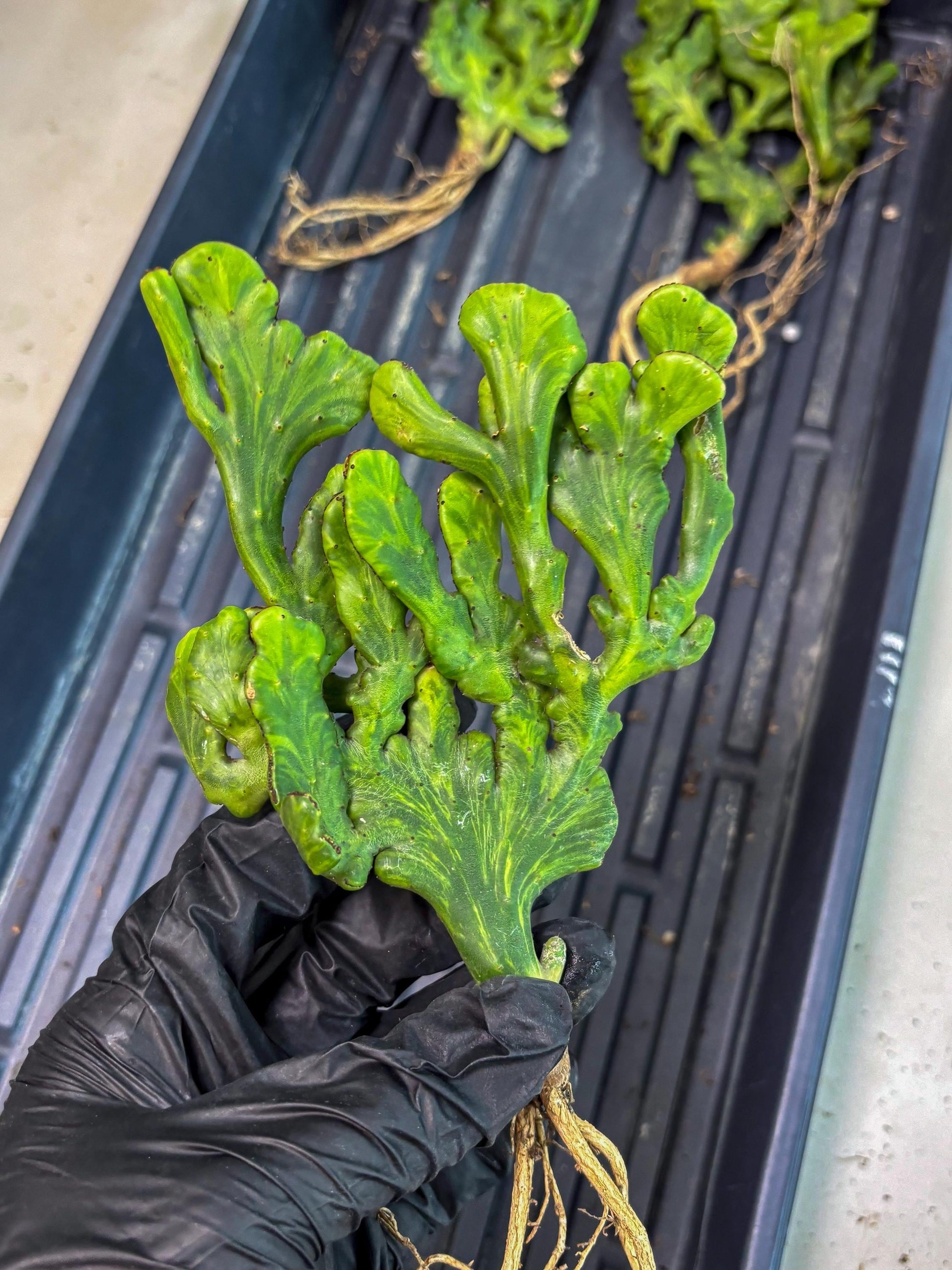 Euphorbia leucodendron cristate Var (y) | Imported Plants