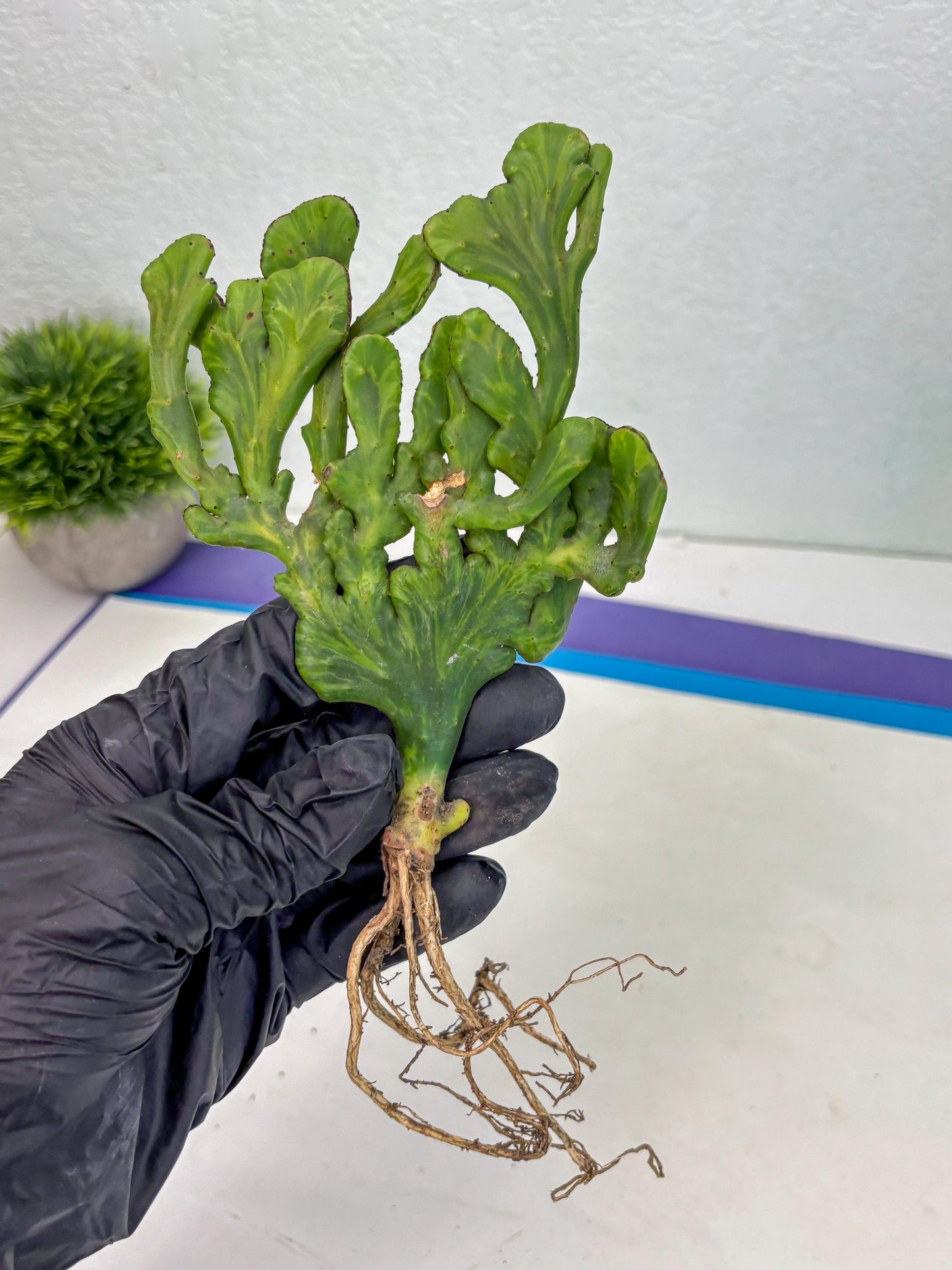 Euphorbia leucodendron cristate Var (y) | Imported Plants