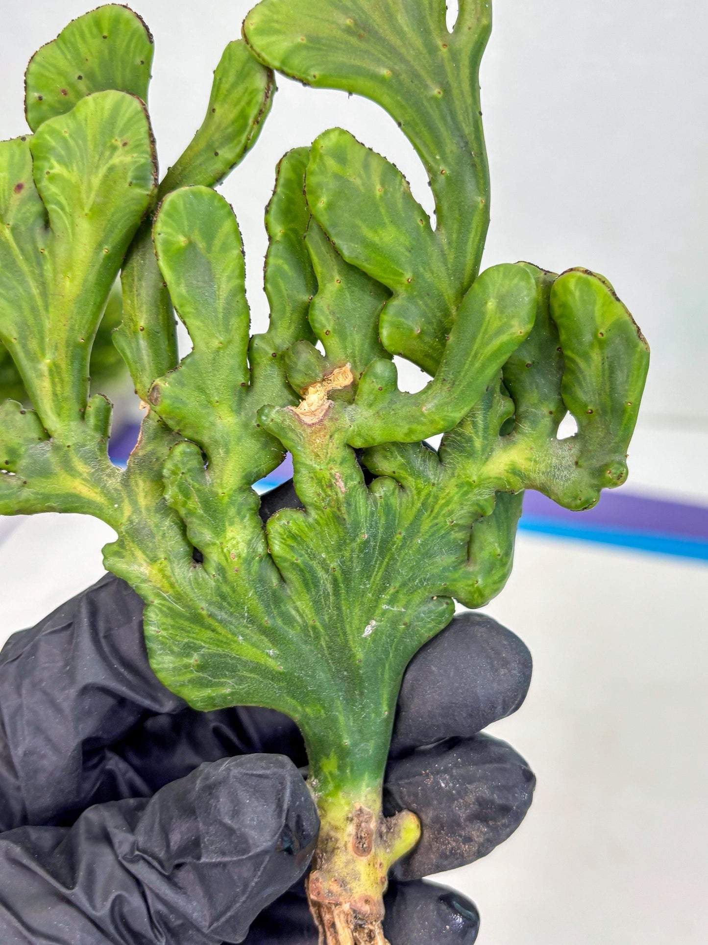 Euphorbia leucodendron cristate Var (y) | Imported Plants