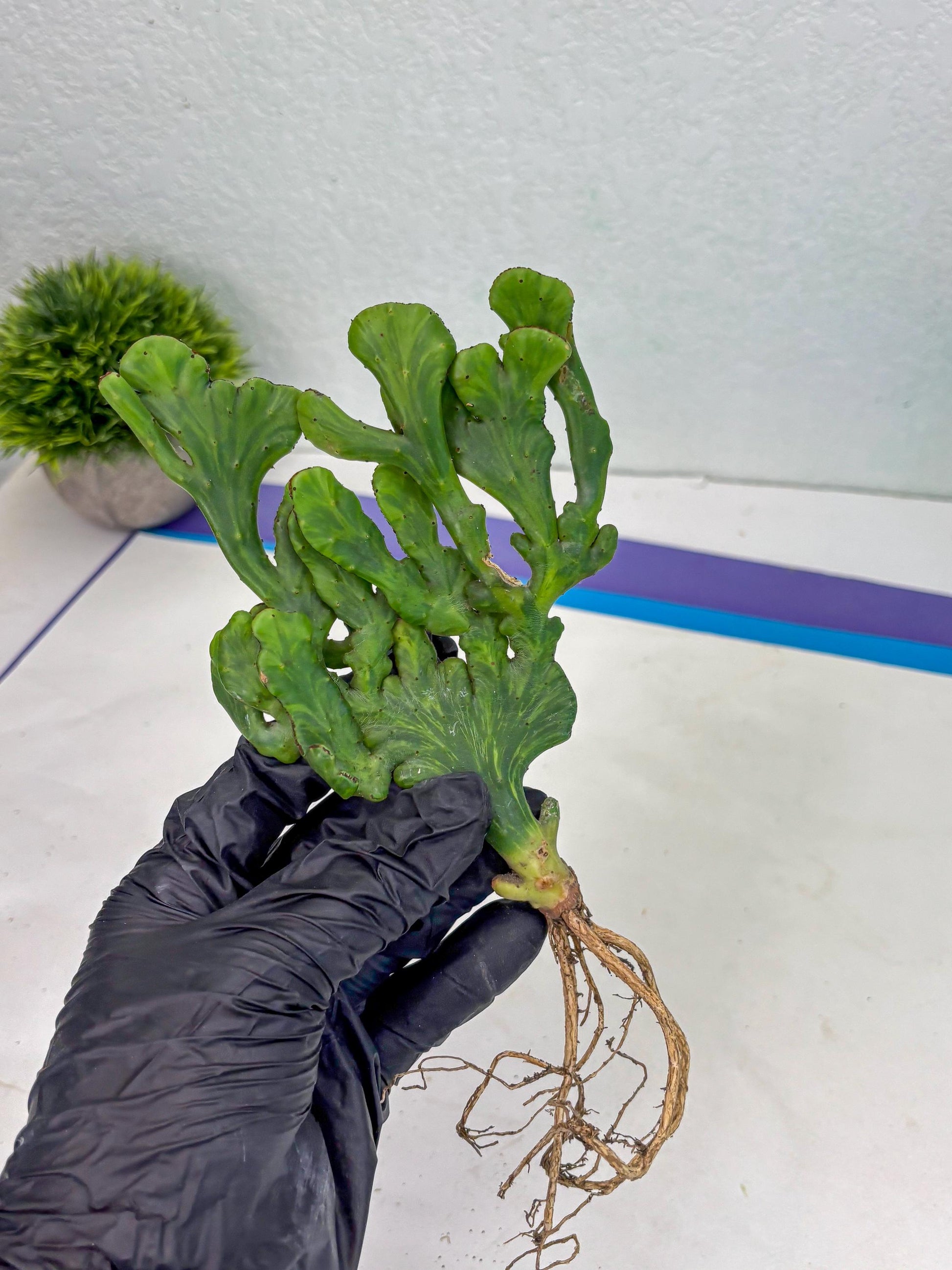 Euphorbia leucodendron cristate Var (y) | Imported Plants