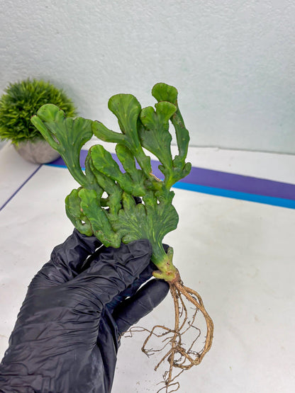 Euphorbia leucodendron cristate Var (y) | Imported Plants