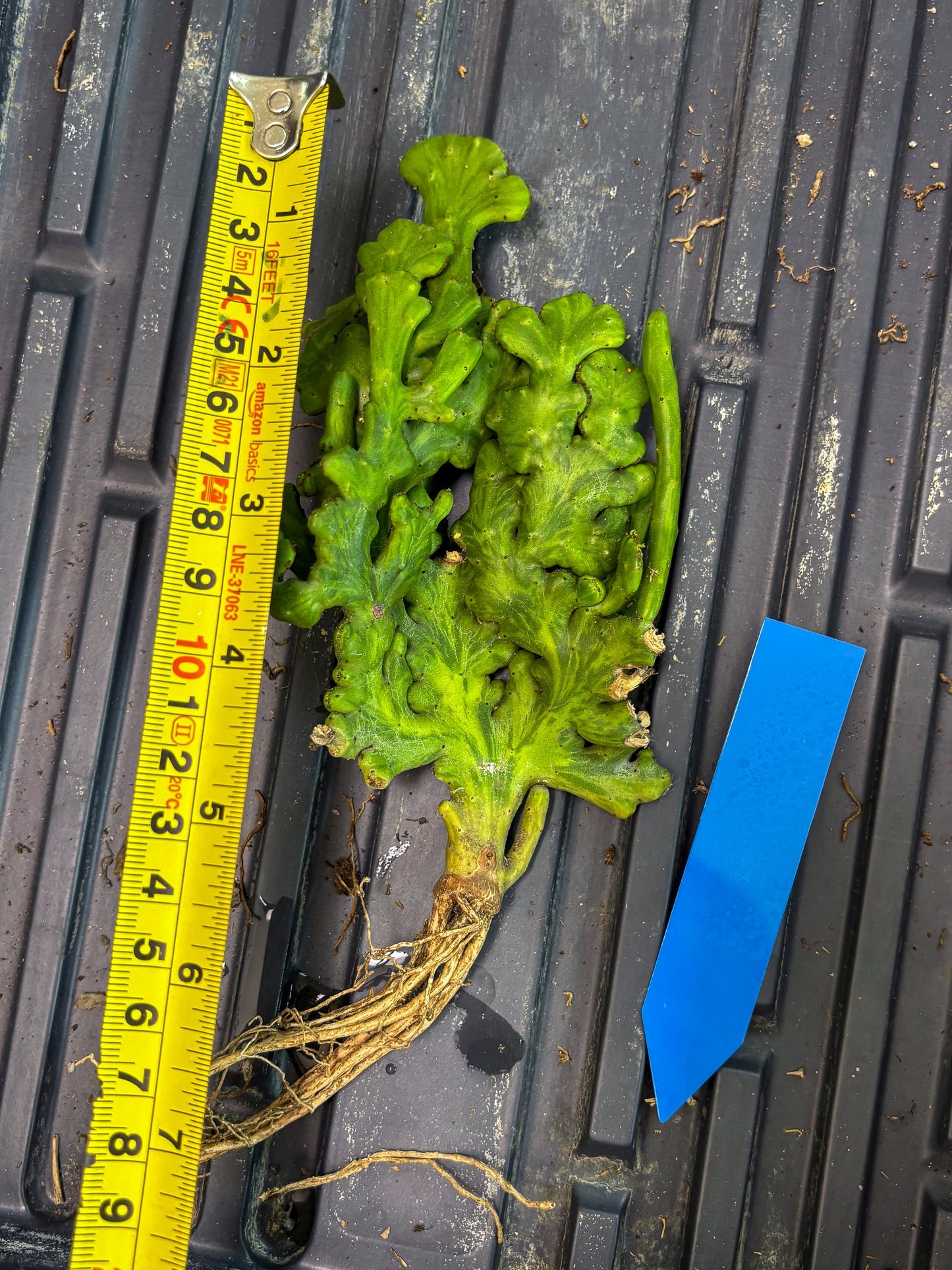 Euphorbia leucodendron cristate Var (b) | Imported Plants