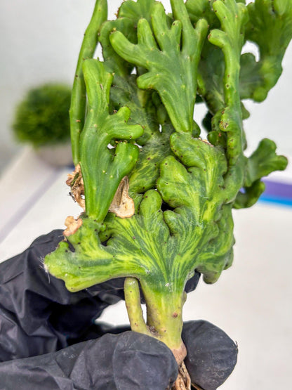 Euphorbia leucodendron cristate Var (b) | Imported Plants