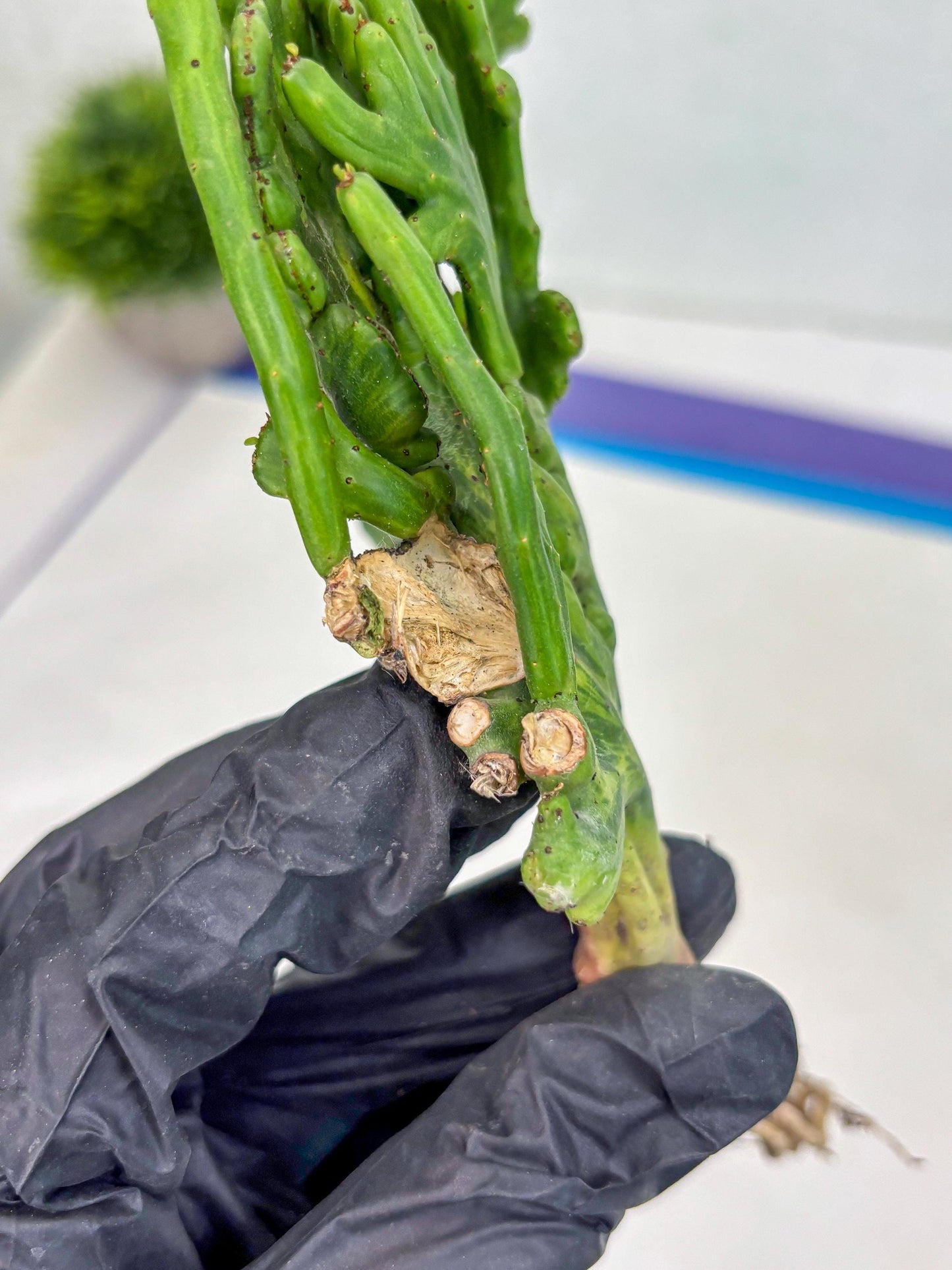 Euphorbia leucodendron cristate Var (b) | Imported Plants