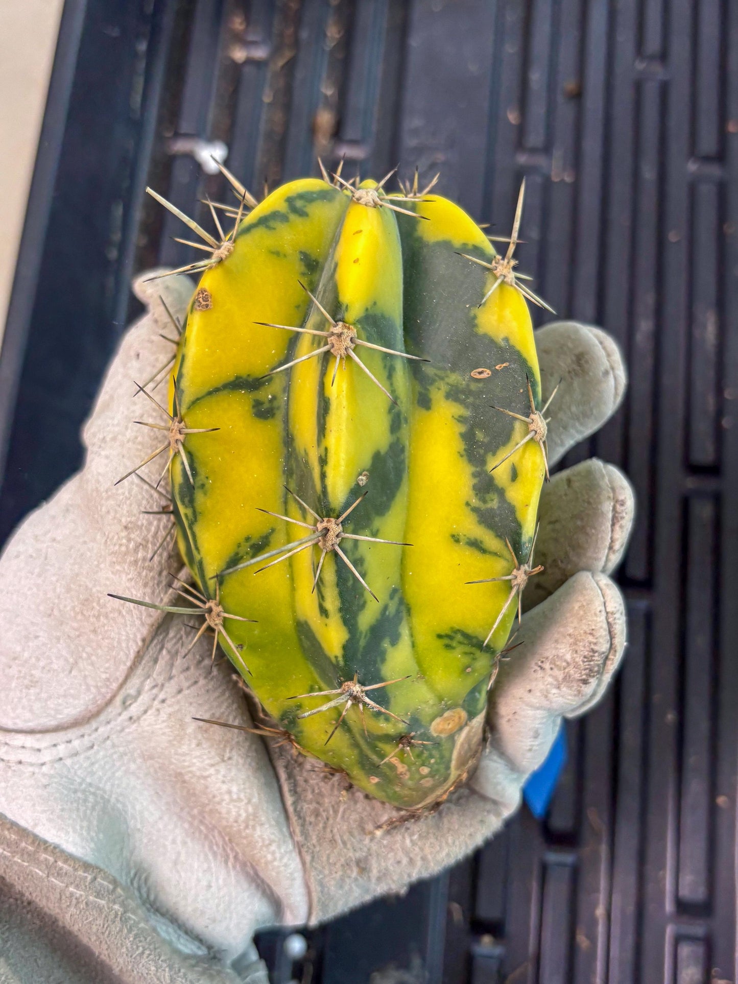 Stenosereus pruinosus Var (b) | Imported Plants