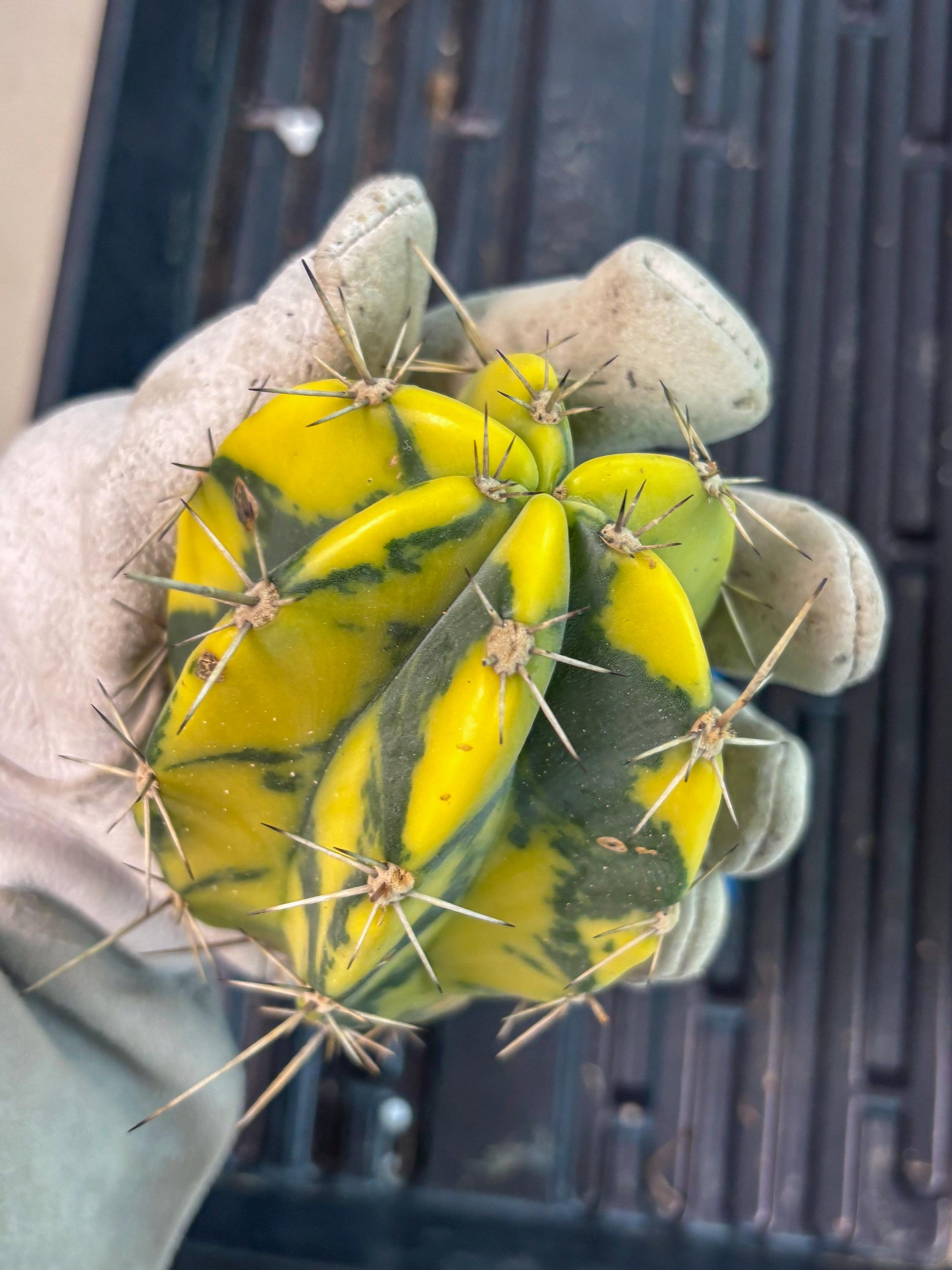 Stenosereus pruinosus Var (b) | Imported Plants