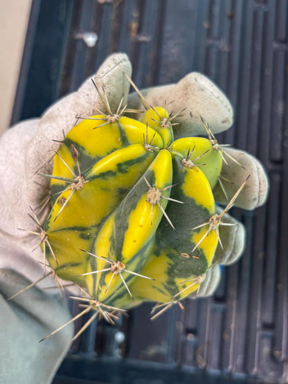 Stenosereus pruinosus Var (b) | Imported Plants