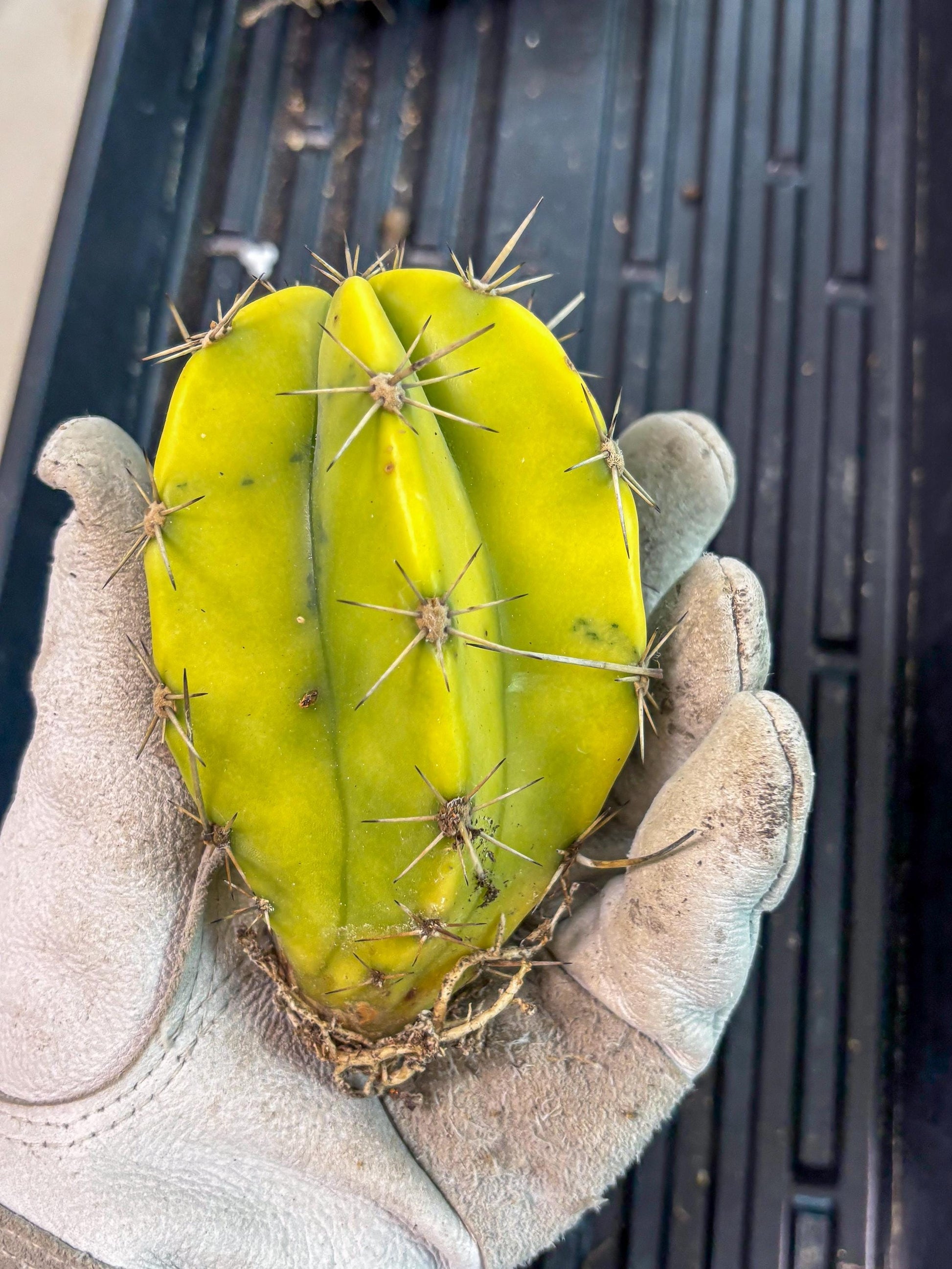 Stenosereus pruinosus Var (b) | Imported Plants