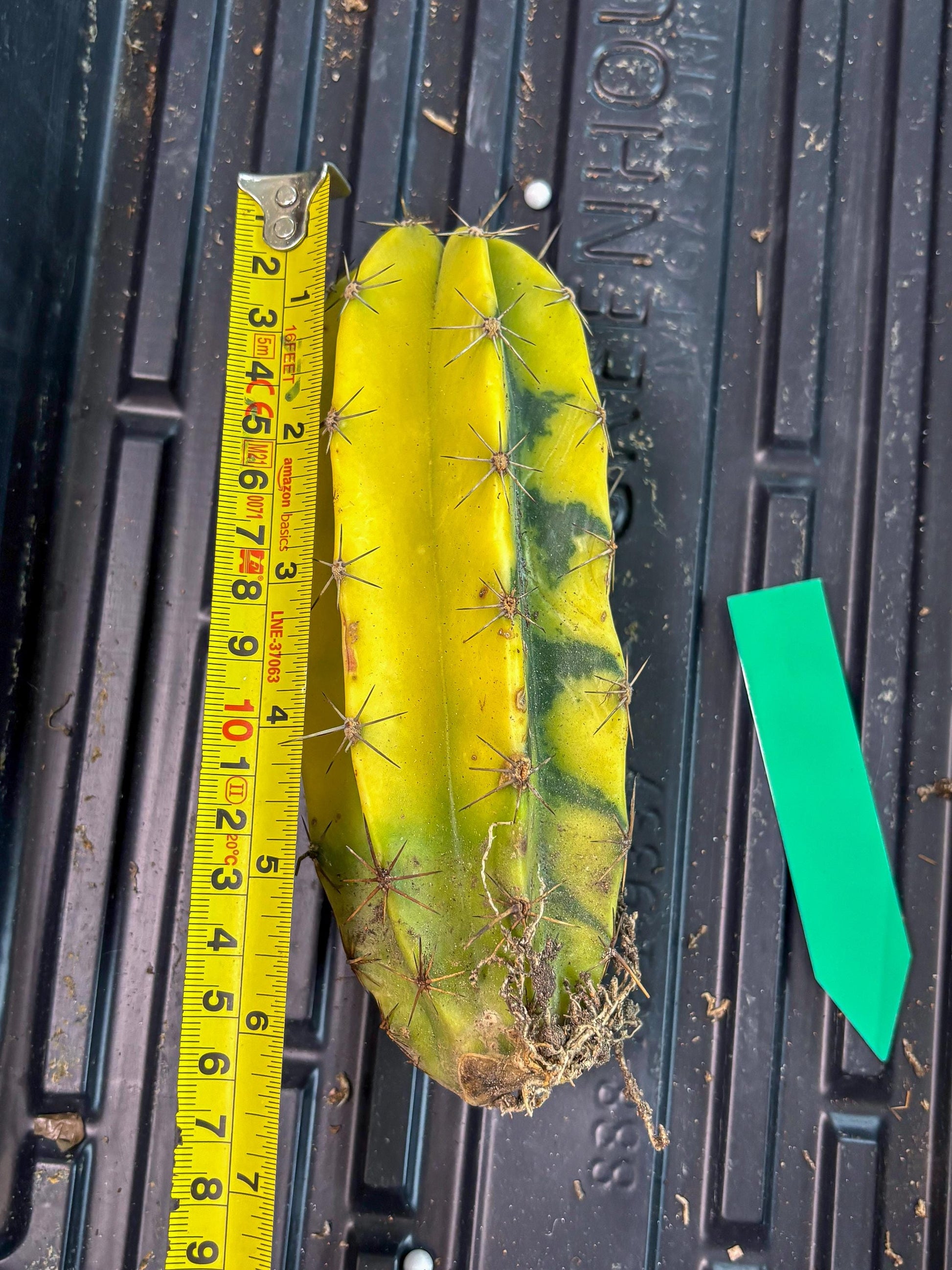 Stenosereus pruinosus Var (g) | Imported Plants