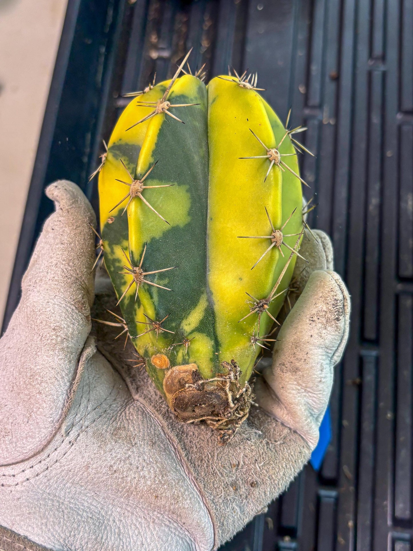 Stenosereus pruinosus Var (b) | Imported Plants