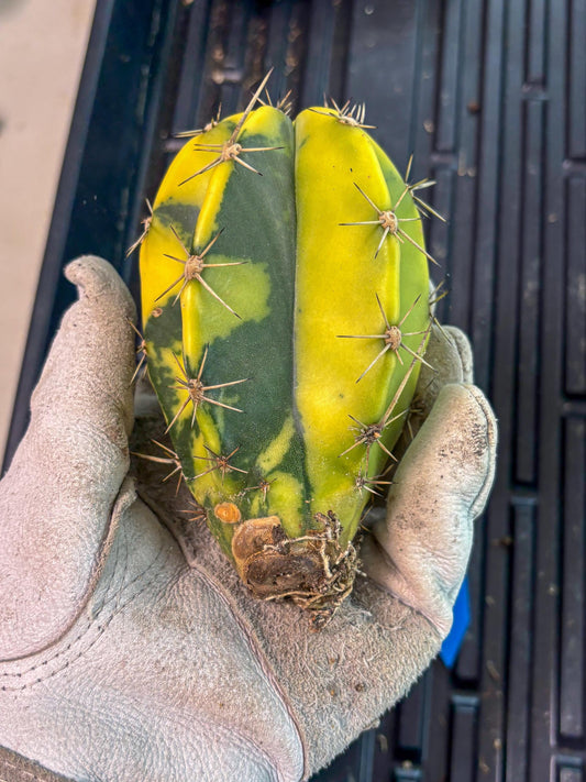 Stenosereus pruinosus Var (b) | Imported Plants