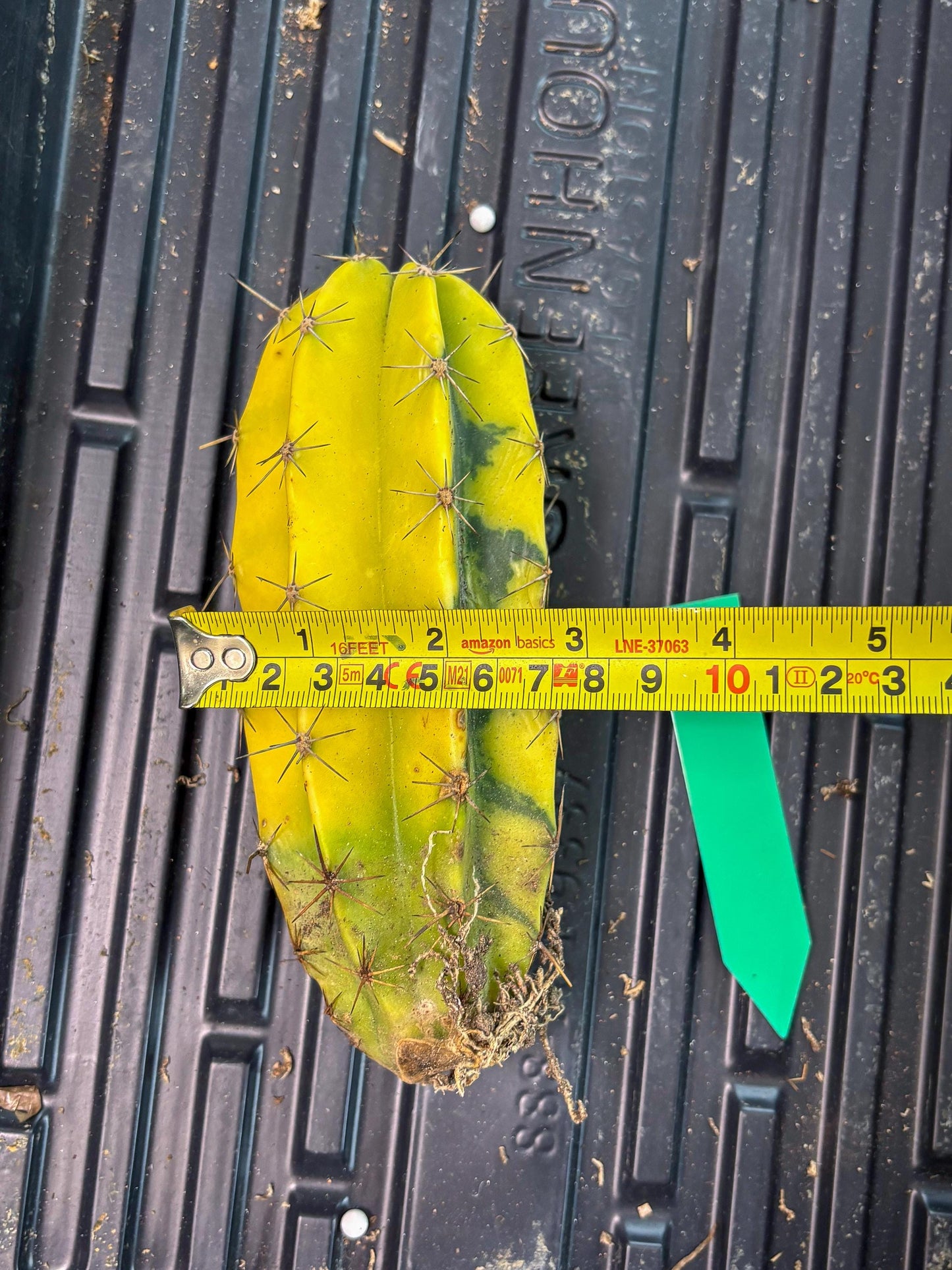 Stenosereus pruinosus Var (g) | Imported Plants