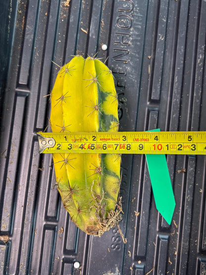 Stenosereus pruinosus Var (g) | Imported Plants