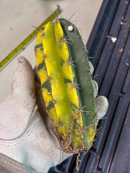 Stenosereus pruinosus Var (g) | Imported Plants