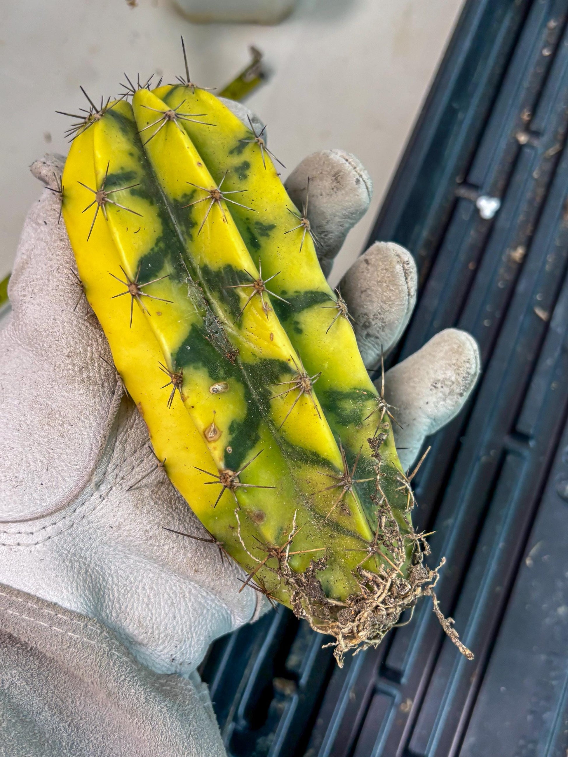 Stenosereus pruinosus Var (g) | Imported Plants