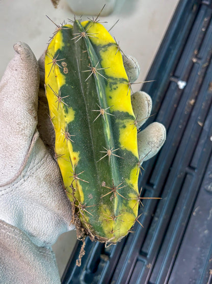 Stenosereus pruinosus Var (g) | Imported Plants