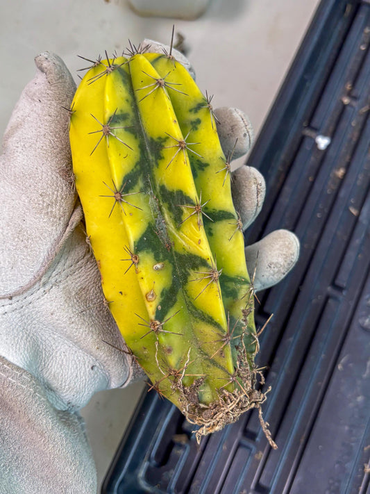 Stenosereus pruinosus Var (g) | Imported Plants