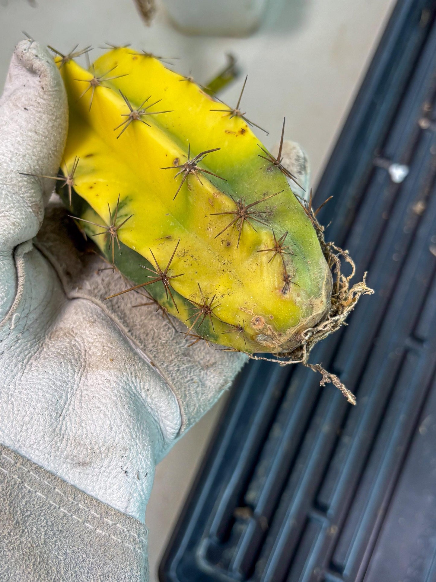 Stenosereus pruinosus Var (g) | Imported Plants