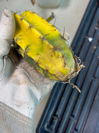 Stenosereus pruinosus Var (g) | Imported Plants