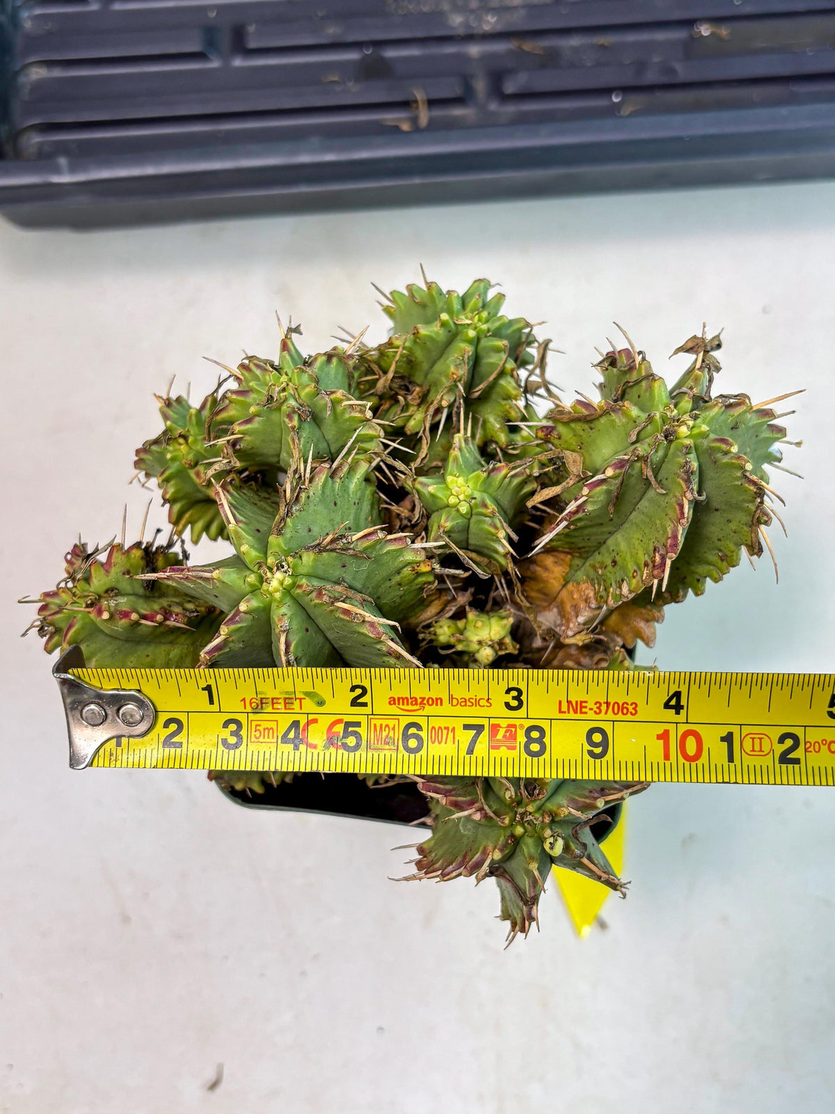 Euphorb Aggregata (y) | House Plants Plants
