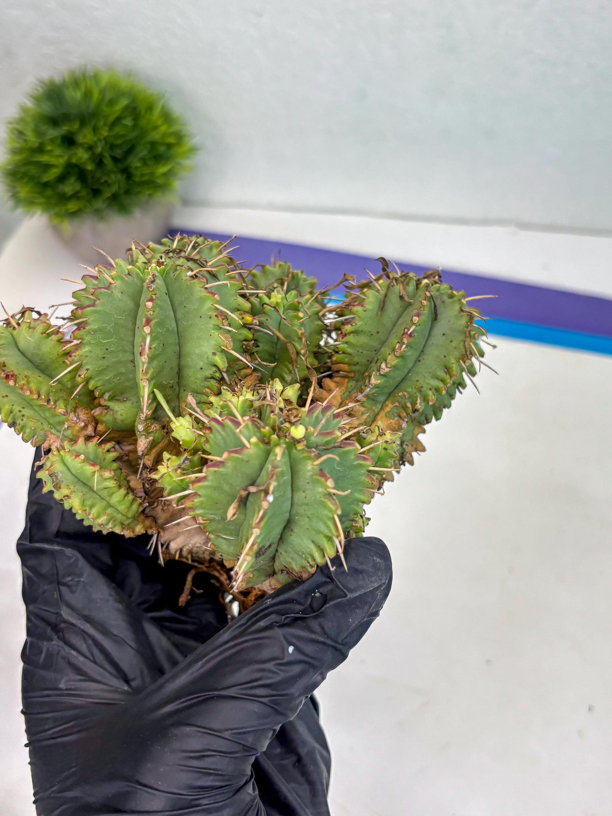 Euphorb Aggregata (y) | House Plants Plants