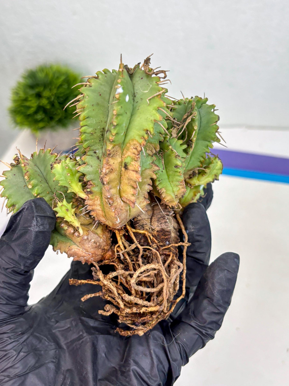 Euphorb Aggregata (y) | House Plants Plants