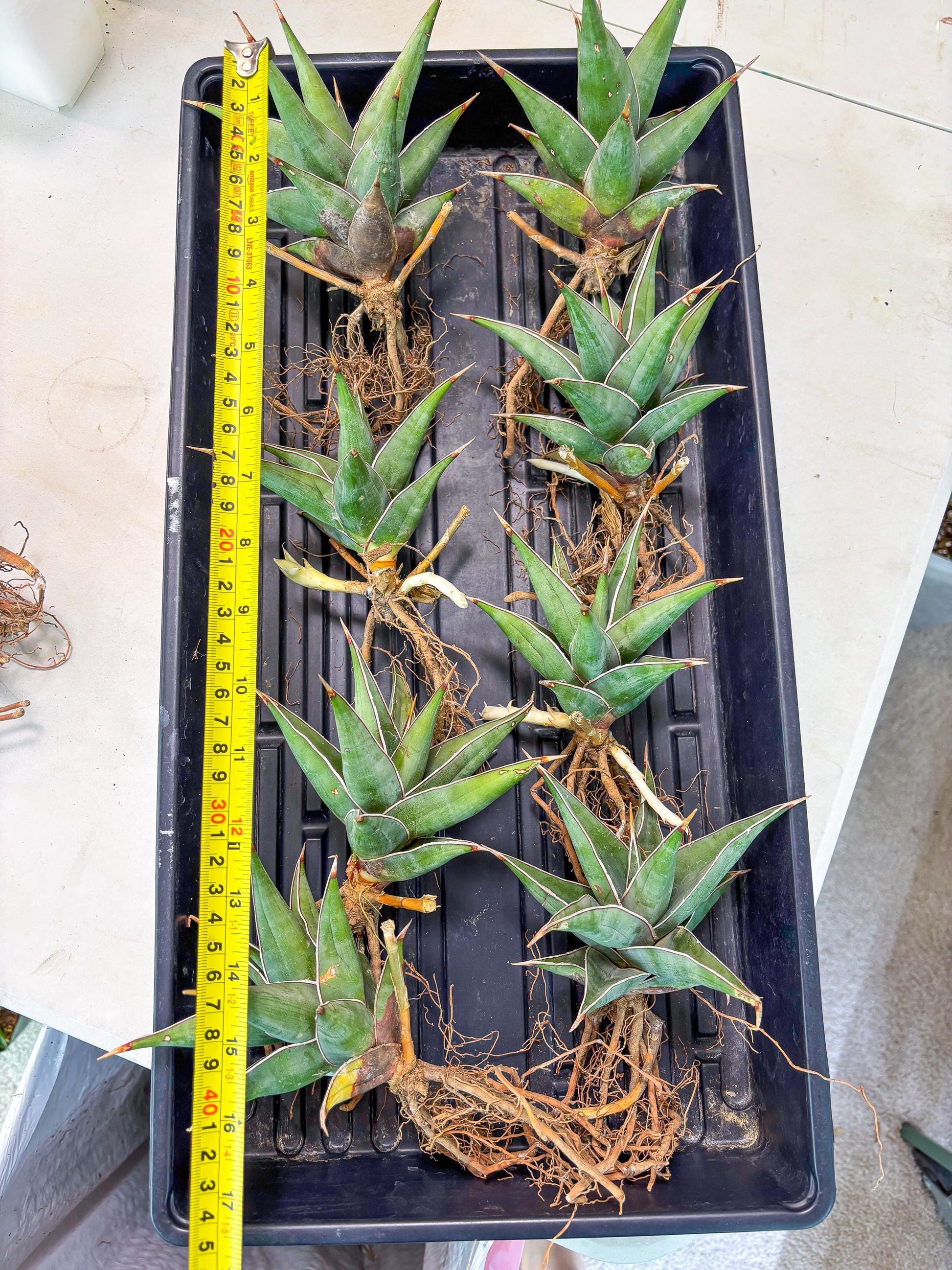 Sansevieria Pinguicula XL (2) | Walking Sansevieria