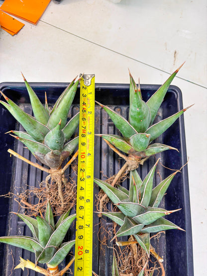 Sansevieria Pinguicula XL (2) | Walking Sansevieria