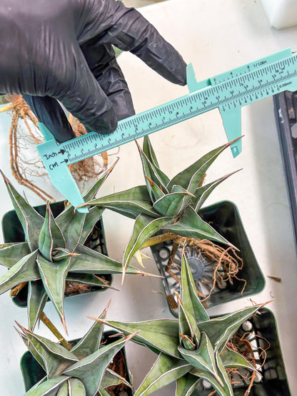 Sansevieria Pinguicula XL (2) | Walking Sansevieria