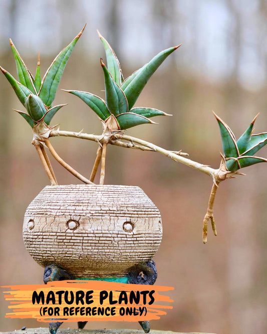 Sansevieria Pinguicula XL | Walking Sansevieria