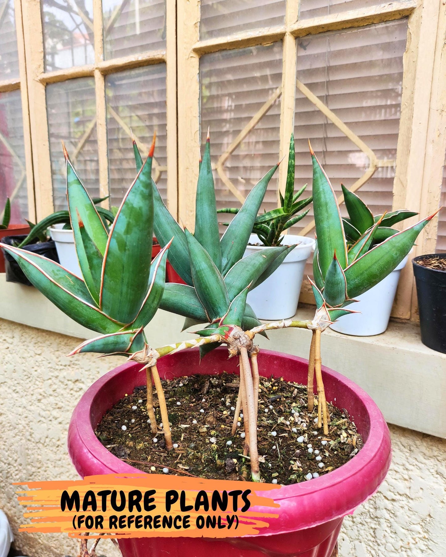 Sansevieria Pinguicula XL (2) | Walking Sansevieria