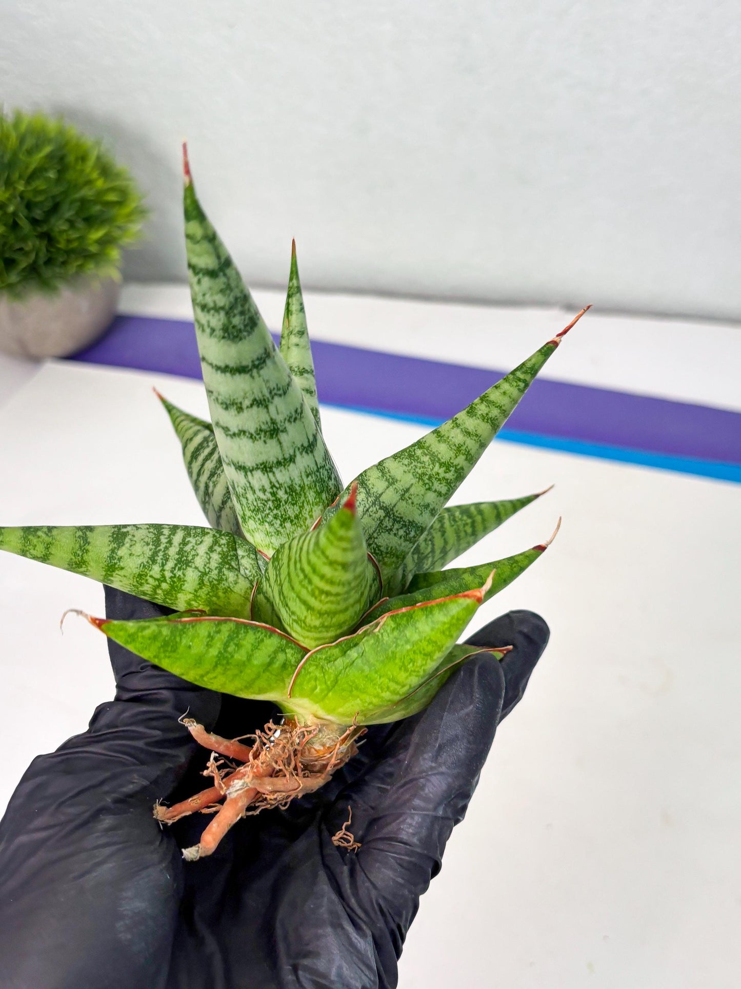 Sansevieria Personi x Liberica (Ha1) (2) | Imported hybrids
