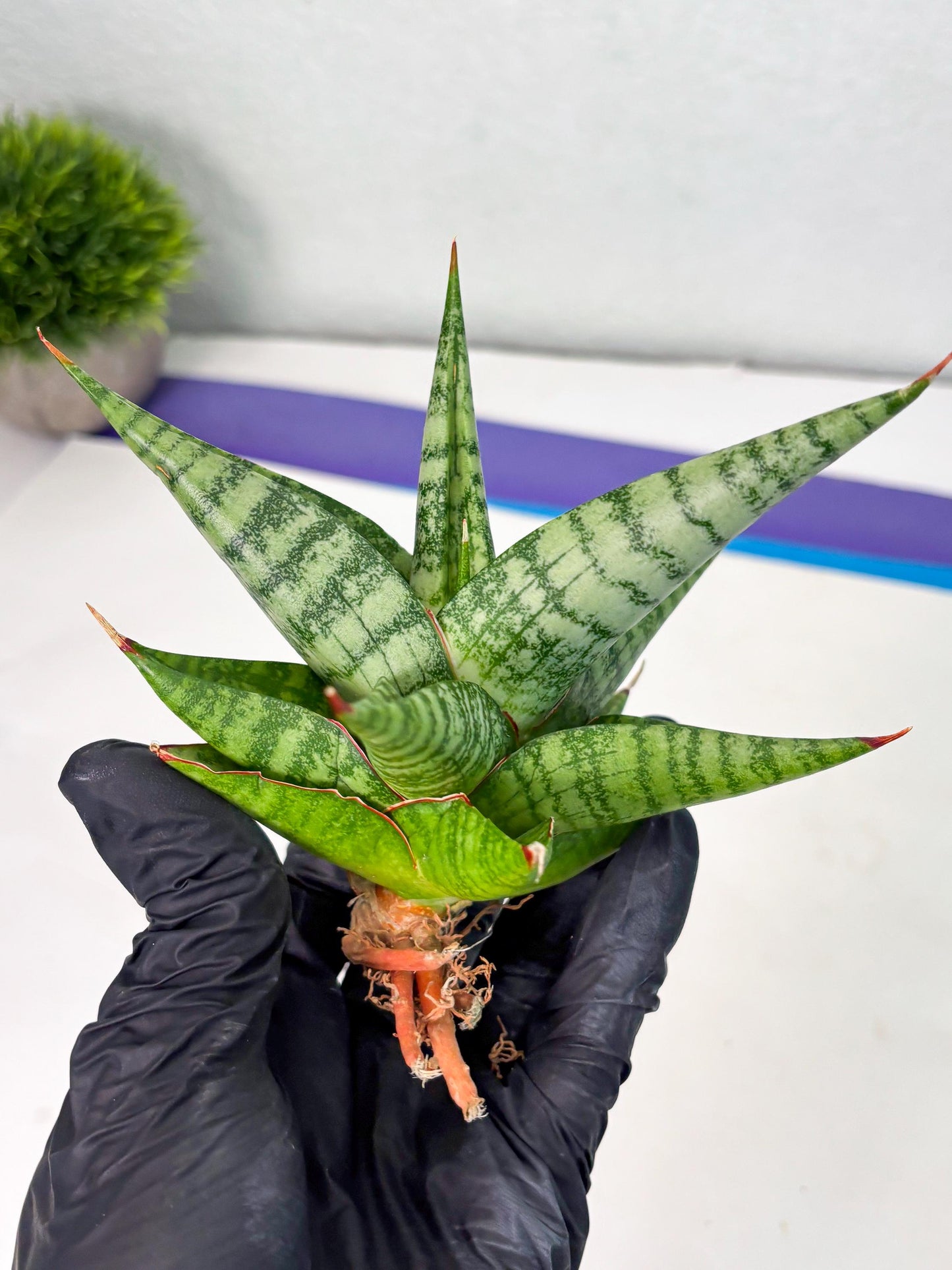 Sansevieria Personi x Liberica (Ha1) (2) | Imported hybrids