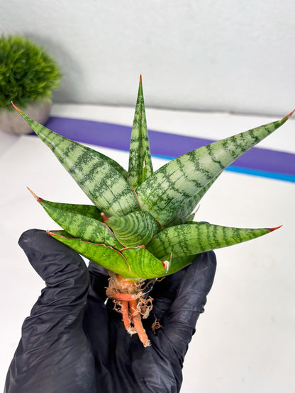 Sansevieria Personi x Liberica (Ha1) (2) | Imported hybrids