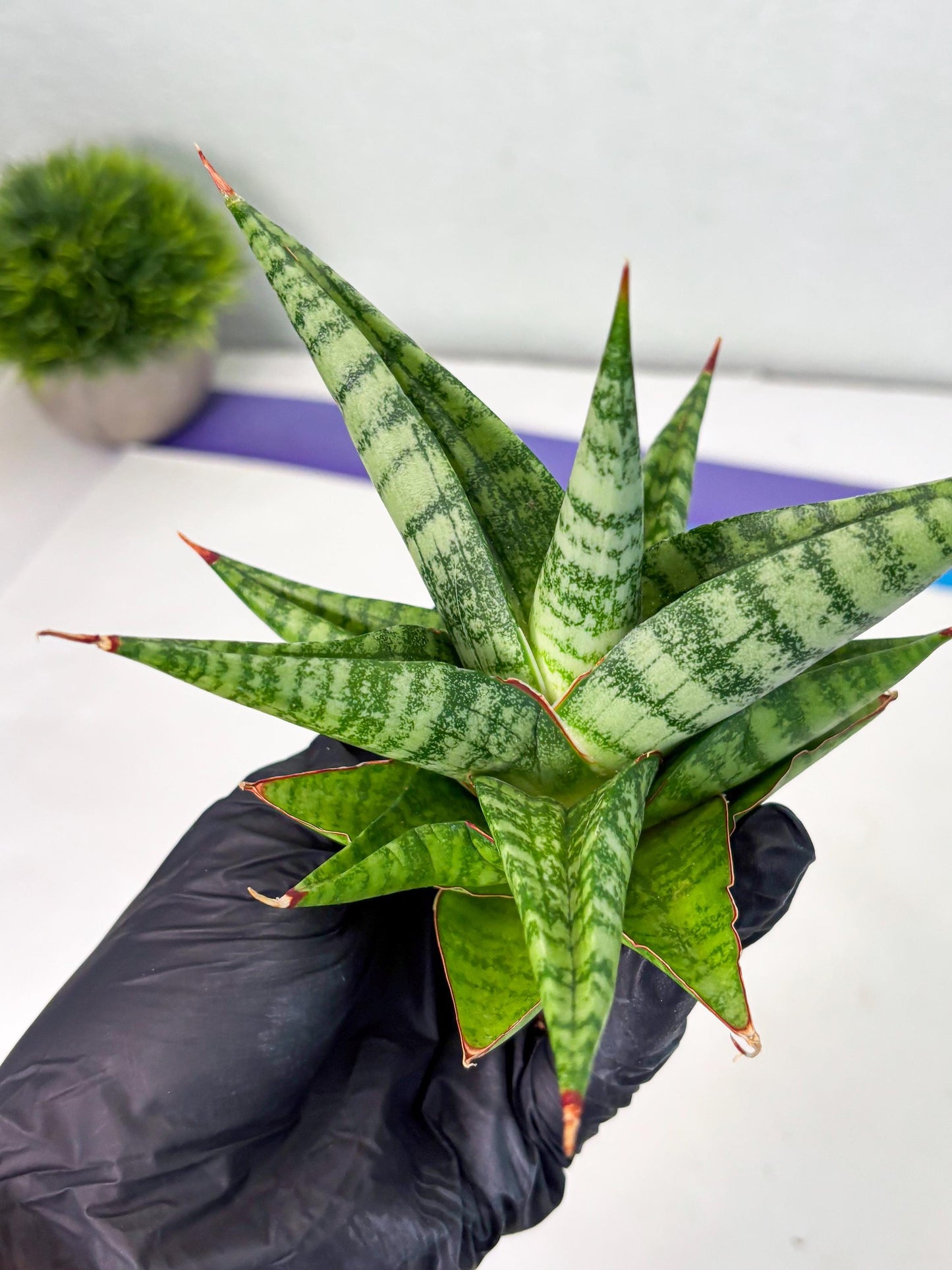 Sansevieria Personi x Liberica (Ha1) (2) | Imported hybrids