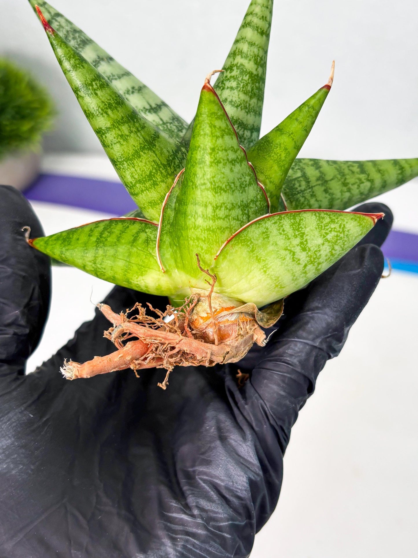 Sansevieria Personi x Liberica (Ha1) (2) | Imported hybrids