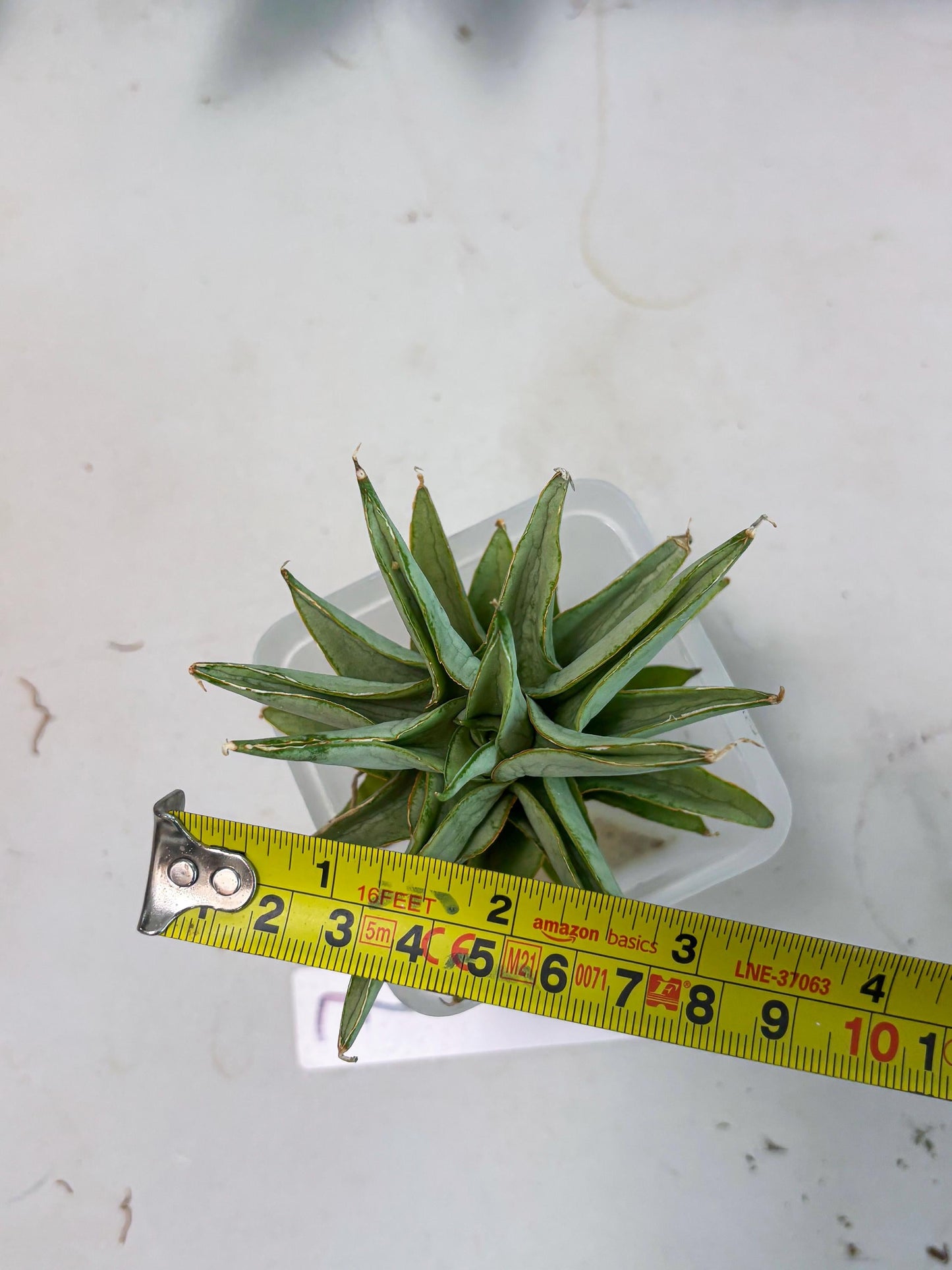 Sansevieria Silver Queen (Ha1) (7) | Imported hybrids