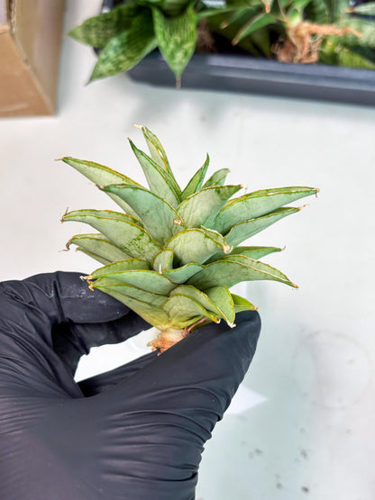 Sansevieria Silver Queen (Ha1) (7) | Imported hybrids