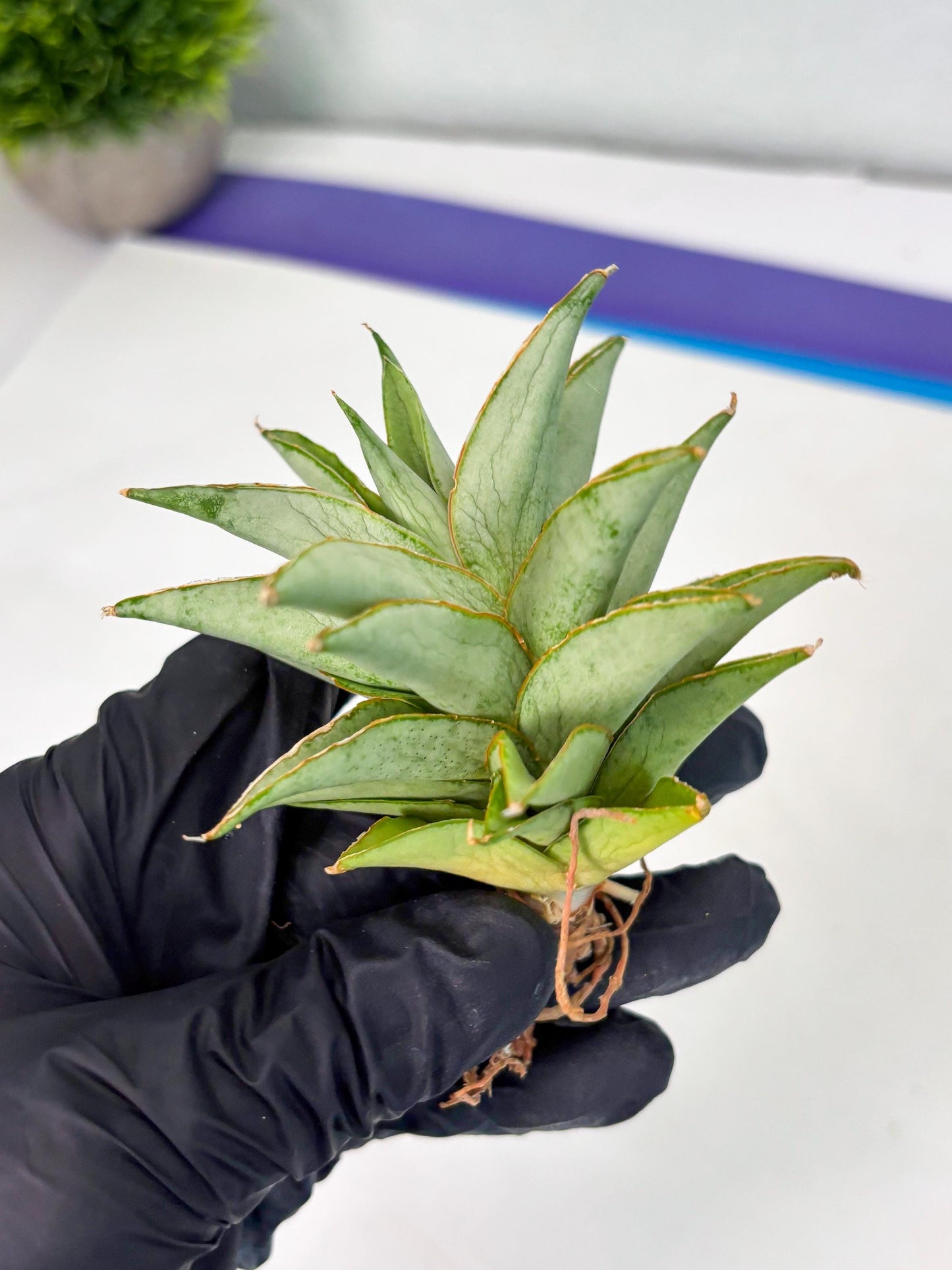 Sansevieria Silver Queen (Ha1) (7) | Imported hybrids