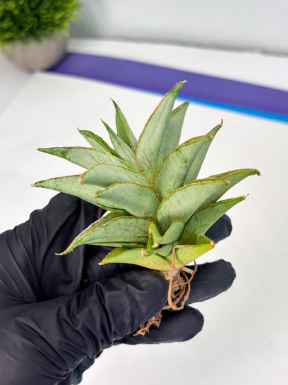Sansevieria Silver Queen (Ha1) (7) | Imported hybrids